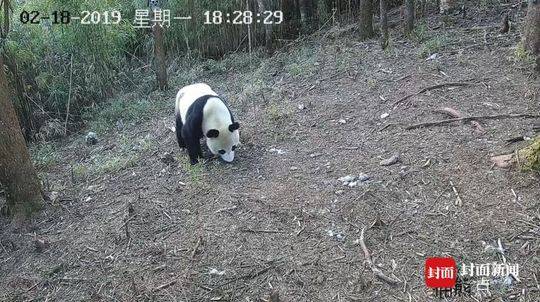 刺客信条英灵殿旗手怎么打